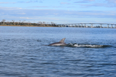 Tursiops truncatus