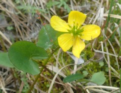 Caltha palustris radicans