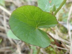 Caltha palustris radicans