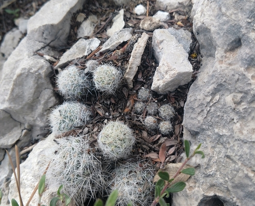 Image of Escobaria sneedii by (c) waldo_jeffers, some rights reserved (CC BY)
