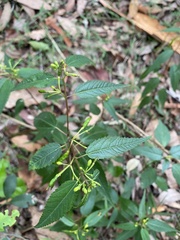 Corchorus cunninghamii