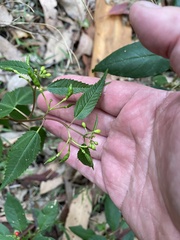 Corchorus cunninghamii