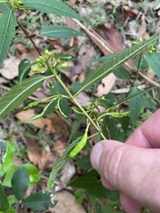 Corchorus cunninghamii