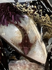 Oligocottus rubellio