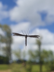 Pterophorus innotatalis