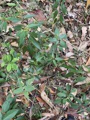 Corchorus cunninghamii