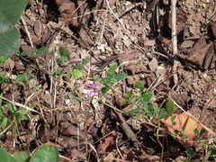 Lespedeza floribunda