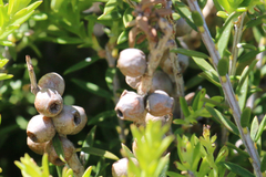Melaleuca lanceolata