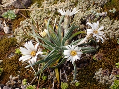 Celmisia major brevis