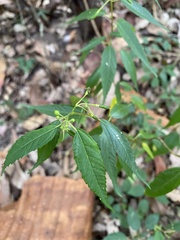 Corchorus cunninghamii