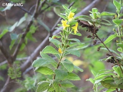 Hemichaena coulteri
