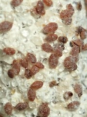 Eriococcus