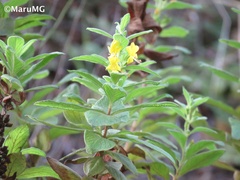 Hemichaena coulteri