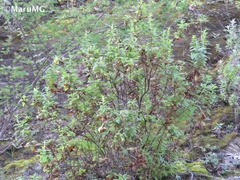 Hemichaena coulteri
