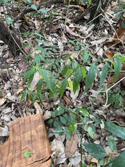 Corchorus cunninghamii