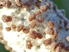 Eriococcus