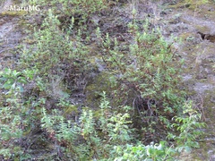 Hemichaena coulteri