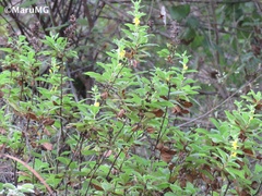 Hemichaena coulteri