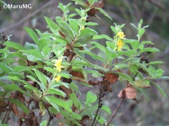 Hemichaena coulteri