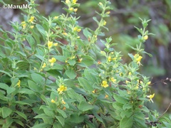 Hemichaena coulteri