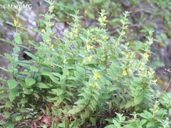 Hemichaena coulteri