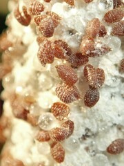 Eriococcus