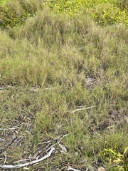 Sporobolus virginicus