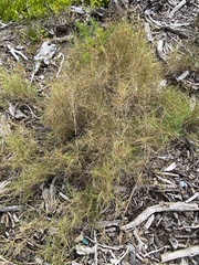 Sporobolus virginicus