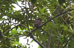 Glaucidium radiatum