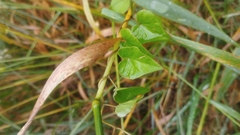 Calystegia tuguriorum