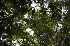 Glaucidium radiatum