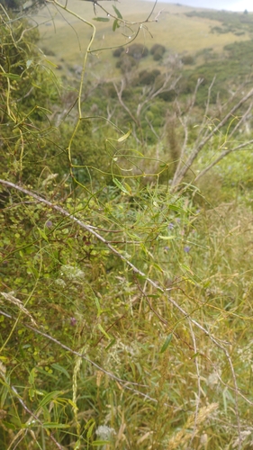 Bush lawyer (Rubus cissoides)