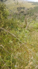 Rubus cissoides × squarrosus