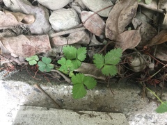 Potentilla hebiichigo