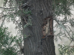 Platycladus orientalis