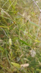 Rubus cissoides × squarrosus