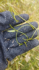 Rubus cissoides × squarrosus