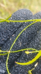 Rubus cissoides × squarrosus