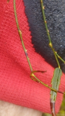 Rubus cissoides × squarrosus