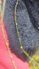 Rubus cissoides × squarrosus