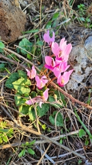 Cyclamen persicum