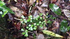 Asplenium hookerianum
