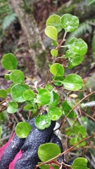 Helichrysum lanceolatum