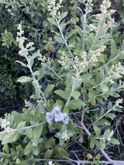 Tarchonanthus littoralis