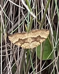 Chrysolarentia correlata