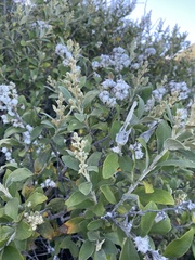 Tarchonanthus littoralis