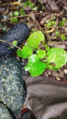 Coprosma rotundifolia