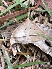 Epidesmia hypenaria