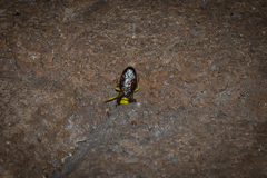 Hylaeus elegans