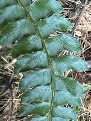 Polystichum nepalense